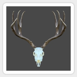 European Deer Antler Skull Sticker